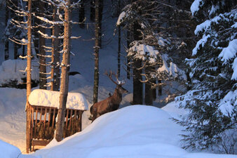 Hirsch bei der Wildfütterung
